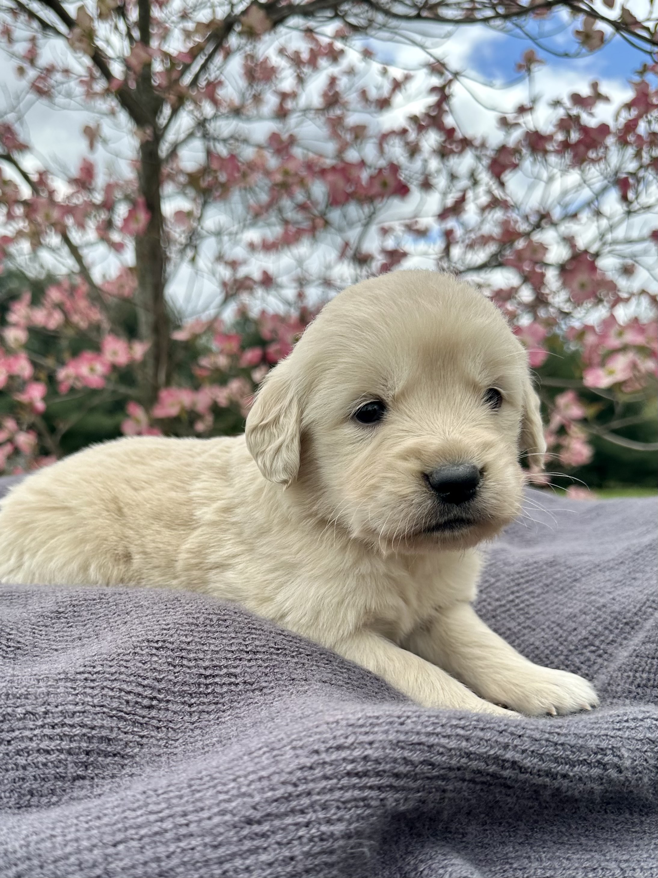 Available Puppies | AM Golden | 330-317-0445 | Apple Creek, OH